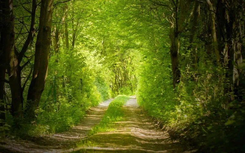 Ultra Trail du Beaujolais Vert 2025 - UTBV 42