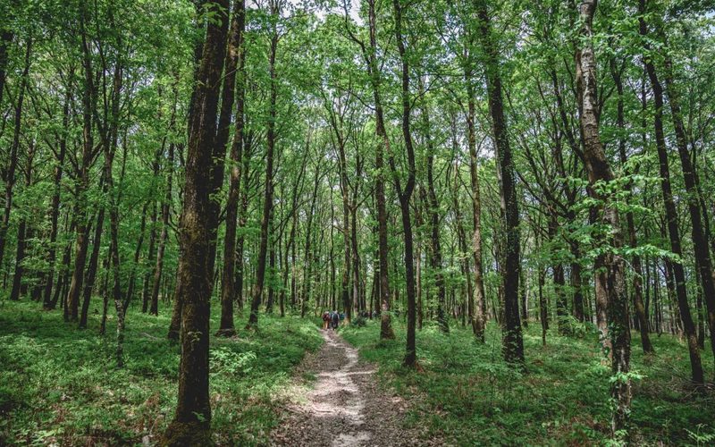 Grand Trail du Lac de Sill茅 - Le Maratrail du Cerf