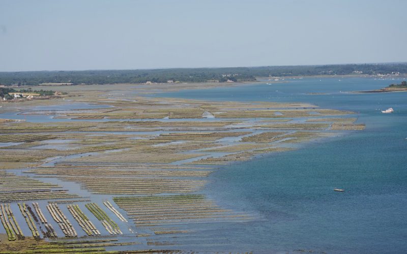 Oyster trail - 10km de Saint-Philibert