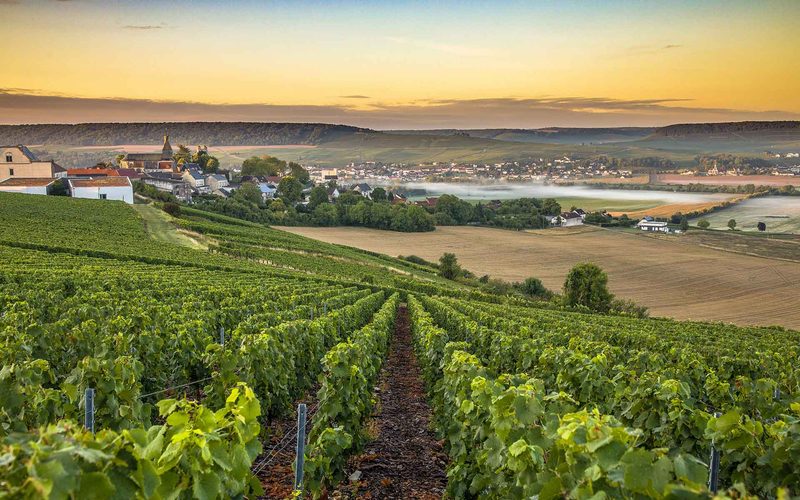 Reims Champagne Run - Sacr茅 Trail - 42km